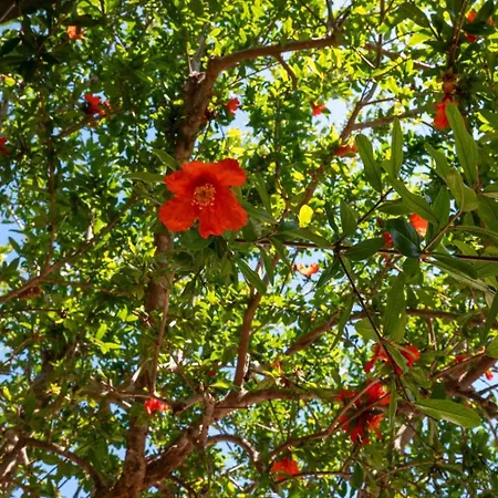 דירה Giardino Sul Mare